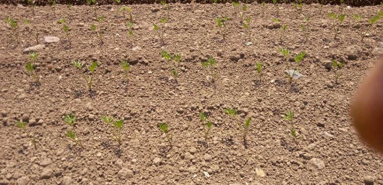 にんじん畑その後！