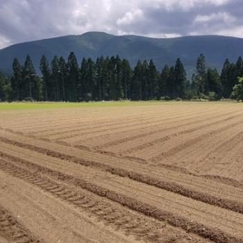 にんじん畑その後！