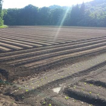 大根の種蒔き終了！