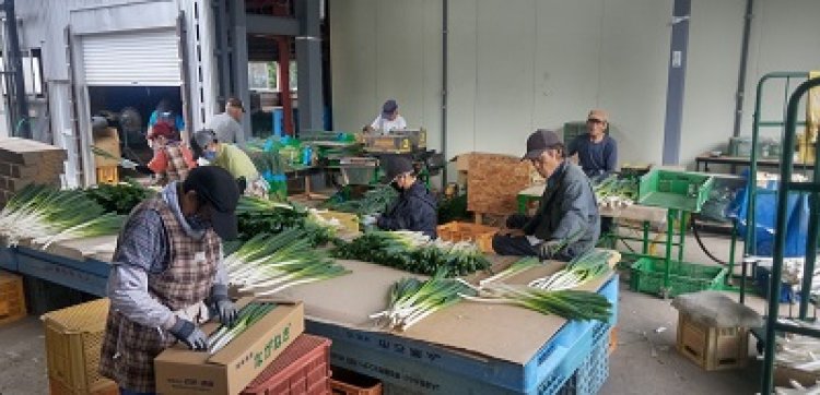 いいネギ取れた！ ただいま出荷中。