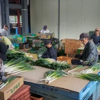 いいネギ取れた！ ただいま出荷中。