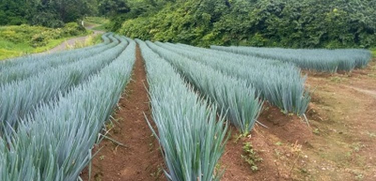 今年のネギ畑！