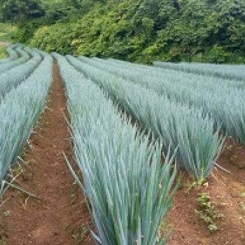 今年のネギ畑！