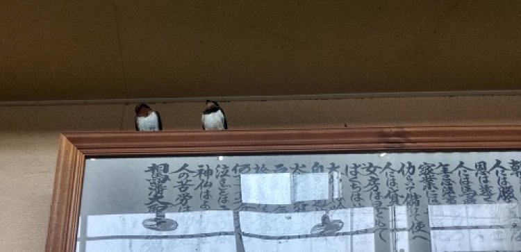 ヒナの旅立ち！