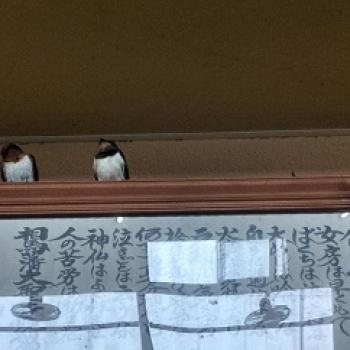 ヒナの旅立ち！