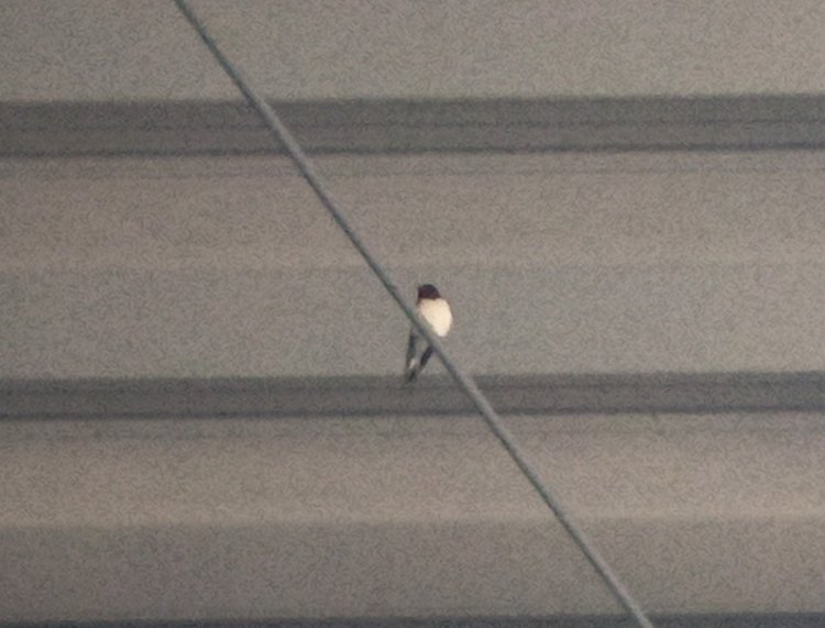 ツバメも応援！