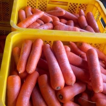 甘い春にんじん！