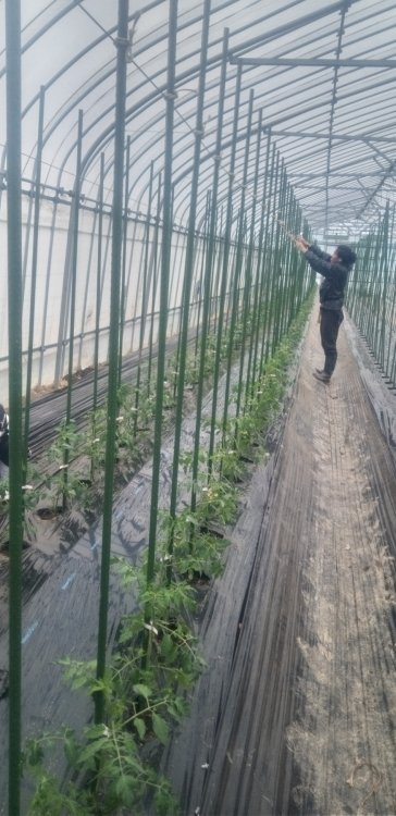 ミニトマト始めました！