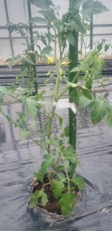 ミニトマト始めました！