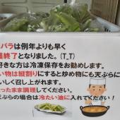 アスパラ収穫終了しました！