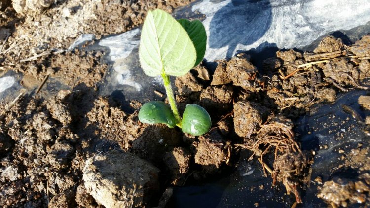 いたや毛豆生育状況（生産者　村山誠也の場合）