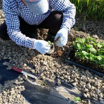 いたや毛豆生育状況（生産者　村山誠也の場合）