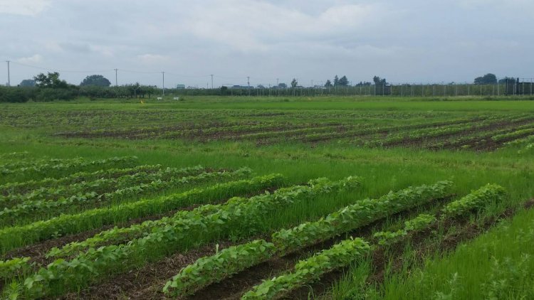 恵みの雨（いたや毛豆研究会）