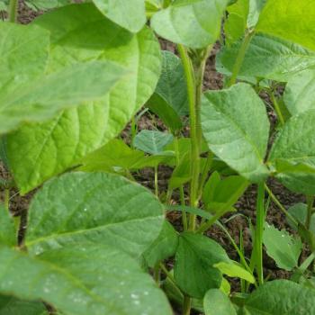 恵みの雨（いたや毛豆研究会）