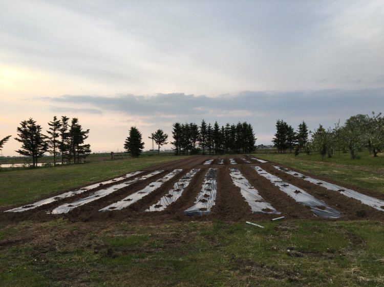 いたや毛豆の季節が近づいてきました