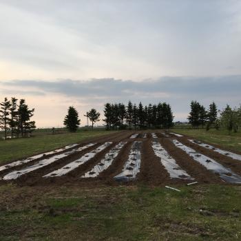 いたや毛豆の季節が近づいてきました