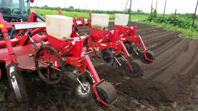 種をまく(5月頃の作業です)