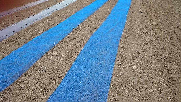 種をまく(5月頃の作業です)