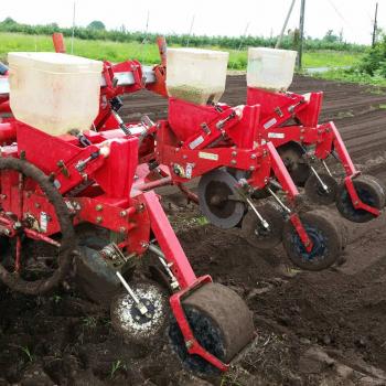 種をまく(5月頃の作業です)