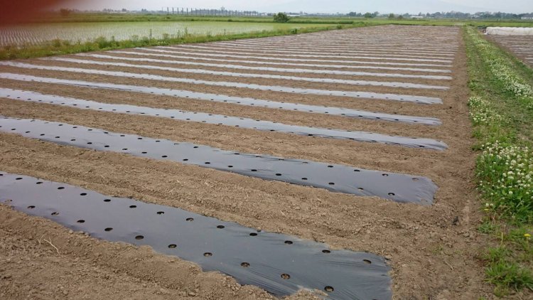 マルチ敷きと定植(5月頃の作業です)