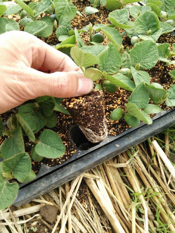 マルチ敷きと定植(5月頃の作業です)