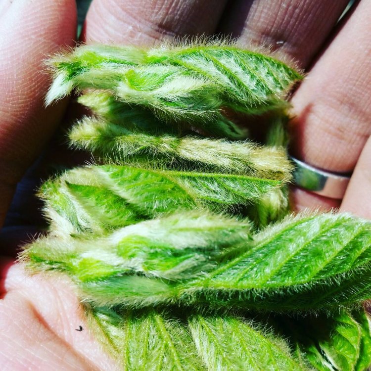 摘芯(7月頃の作業です)