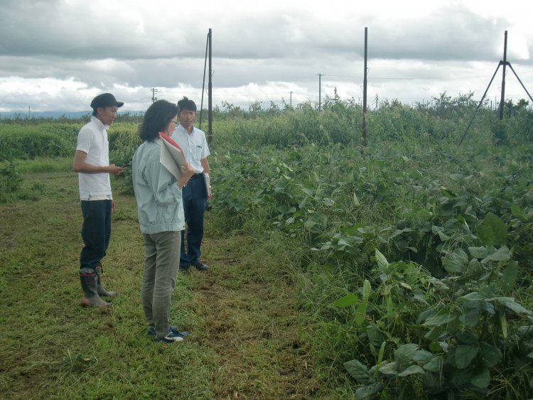 いたや毛豆の収穫間近です！
