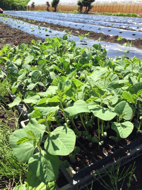 いたや毛豆栽培開始！