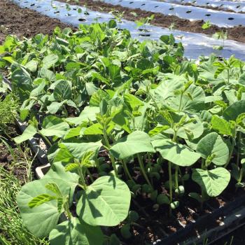 いたや毛豆栽培開始！