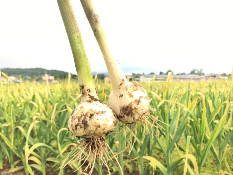 ハーベストマーケットに参加しました