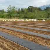 毛豆の種の植え忘れはありませんか？種まきラストスパートです！