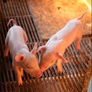 豚の管理・施設へのこだわり