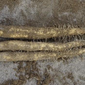 木村さんちの自然薯