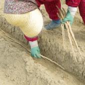 木村農園 木村農園