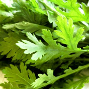 冬陽(ふゆび)春菊