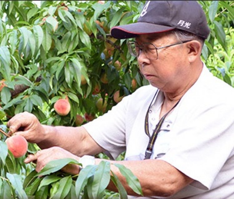 季節のフルーツ狩りが楽しめる！小澤田観光果樹園 HARVEST MARKET参加しました！