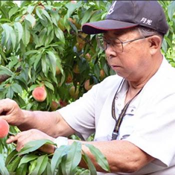 季節のフルーツ狩りが楽しめる！小澤田観光果樹園 HARVEST MARKET参加しました！