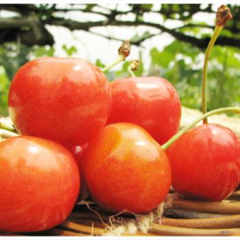 さくらんぼ各種