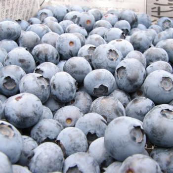 農薬不使用ブルーベリー