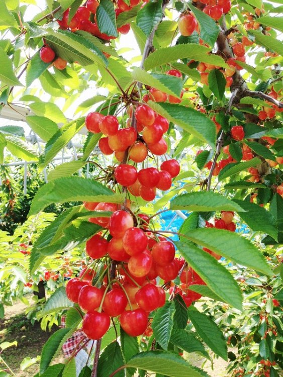 完熟さくらんぼ観光農園 -高原さくらんぼ園-HARVEST MARKET参加しました！