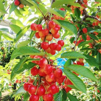 完熟さくらんぼ観光農園 -高原さくらんぼ園-HARVEST MARKET参加しました!