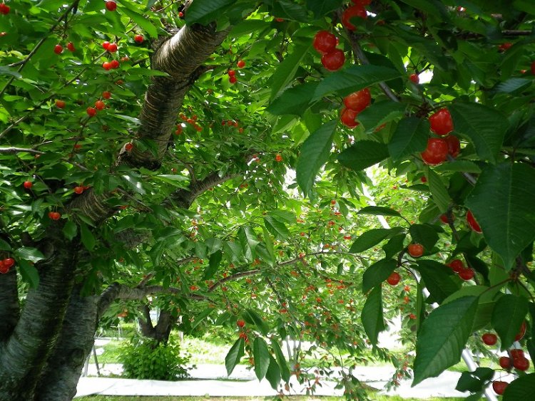 2016年「さくらんぼ狩り」開催期間のお知らせ