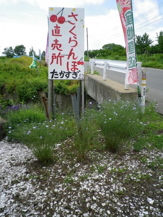 2016年「さくらんぼ狩り」開催期間のお知らせ