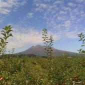 前田りんご園 前田りんご園