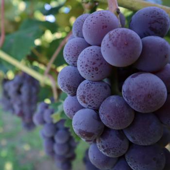 はちみつぶどう