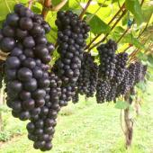 芽実（めぐみ）農園