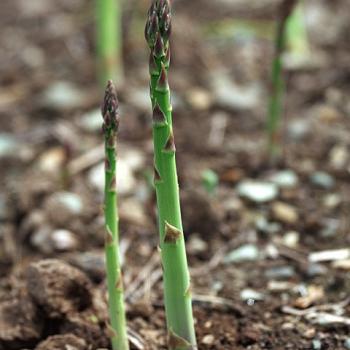 アスパラガス「ウェルカム」
