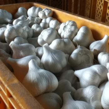 減農薬の青森「にんにく」