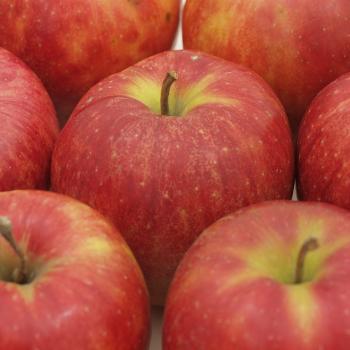 当園イチオシ！サンジョナゴールド