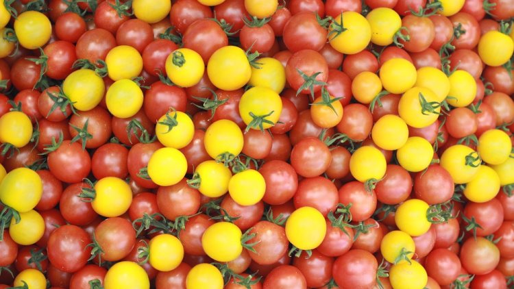 ハーベストマーケットに参加しました